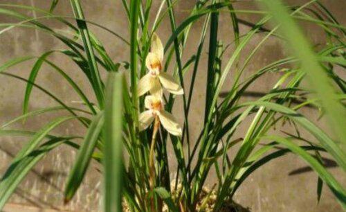 兰花适合放阳台上吗