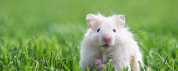 仓鼠和金丝熊的区别