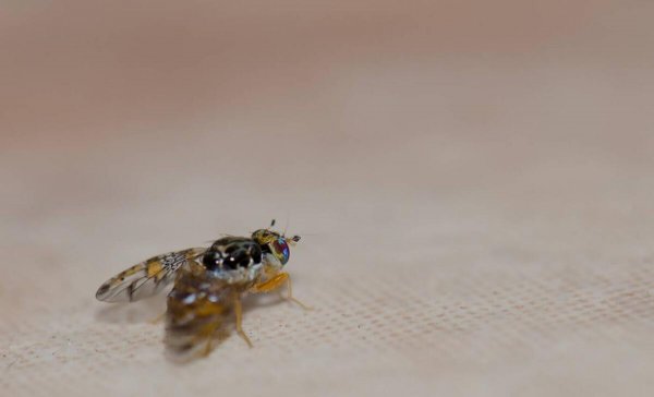 厕所里的小黑虫怎么清除