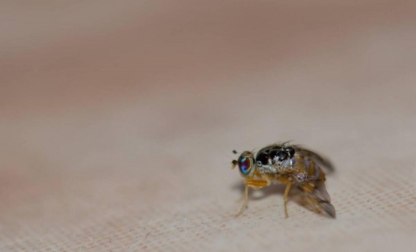 厕所里的小黑虫怎么清除