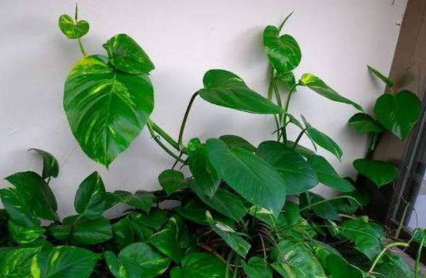 绿萝浇什么水长得最旺盛