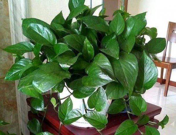 绿萝浇什么水长得最旺盛