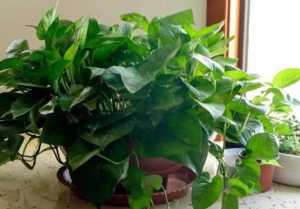 绿萝浇什么水长得最旺盛