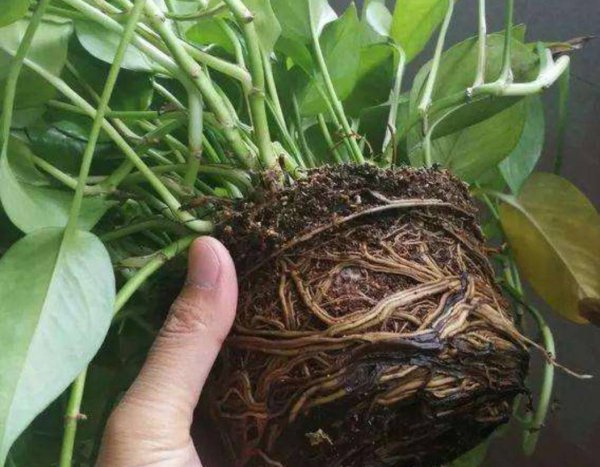 绿萝浇什么水长得最旺盛