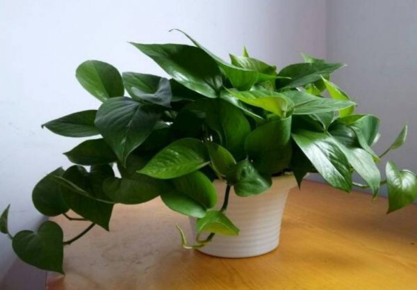 绿萝浇什么水长得最旺盛