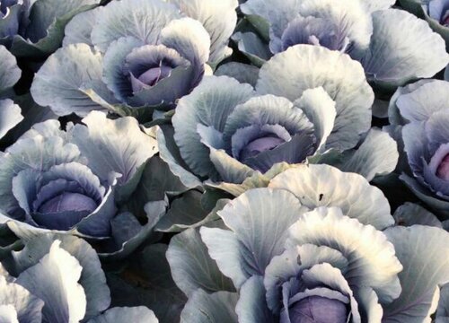 紫甘蓝什么时候播种合适