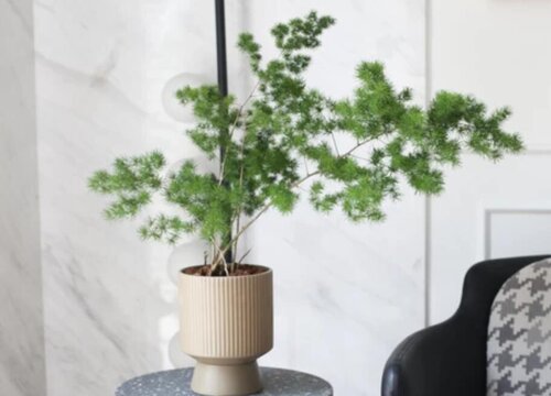 澳洲杉的寓意以及风水作用