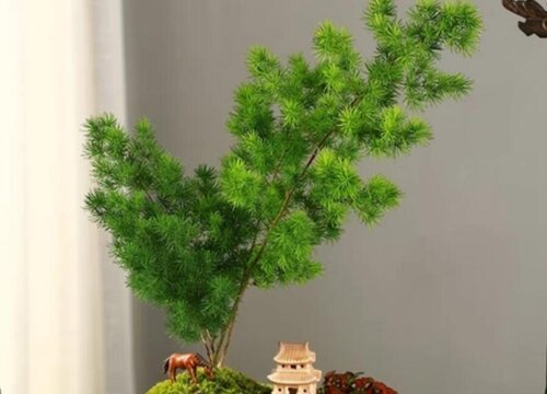 澳洲杉的寓意以及风水作用