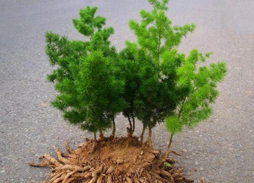 澳洲杉的寓意以及风水作用