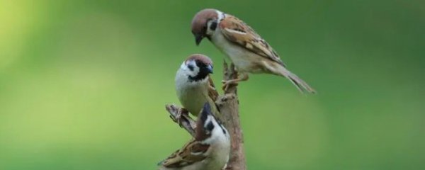 麻雀怎么养才长得好看