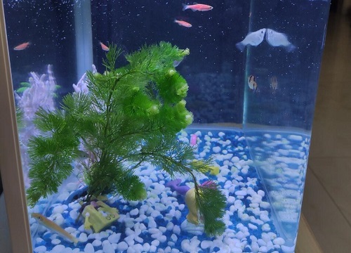 鱼缸沉木是什么木材