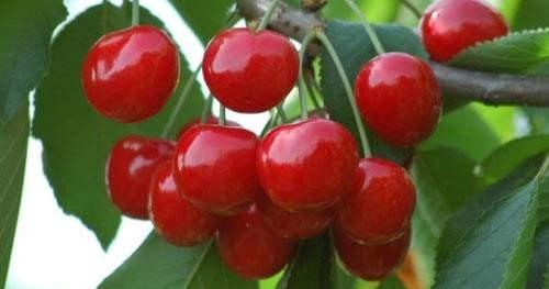 920赤霉素能保花保果吗