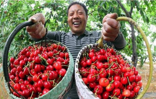 920赤霉素能保花保果吗