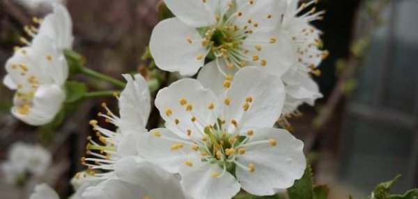 920赤霉素能保花保果吗