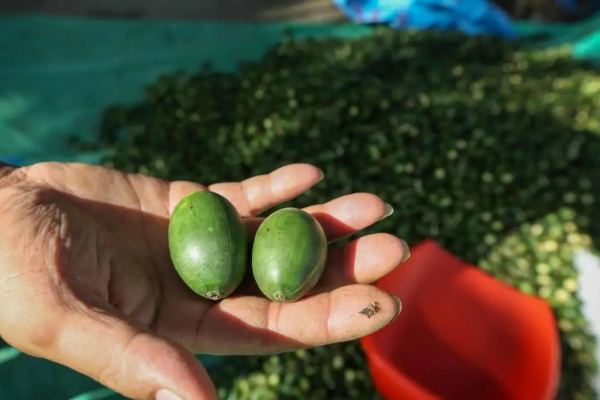 槟榔树长什么样子图片