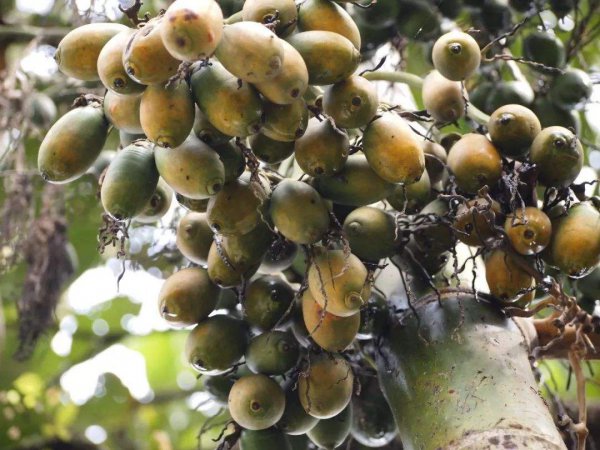 槟榔树长什么样子图片