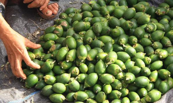 槟榔树长什么样子图片