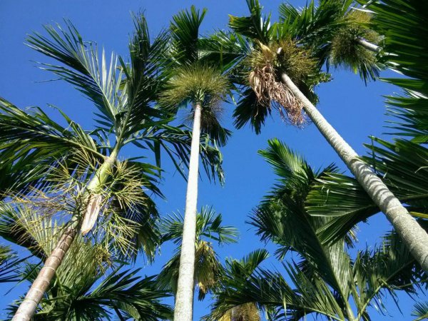 槟榔树长什么样子图片