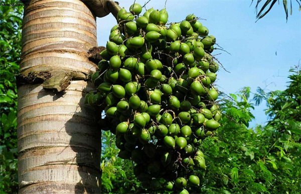 槟榔树长什么样子图片