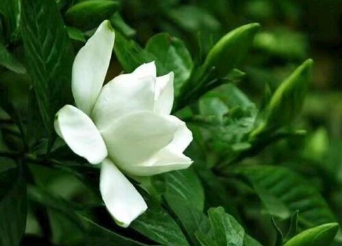 栀子花夏季如何养护越养越旺盛