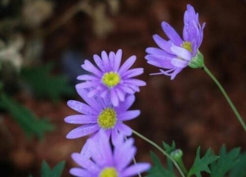 姬小菊冬天怕冷吗