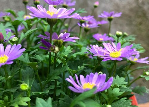 姬小菊冬天怕冷吗