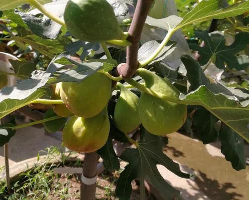 如何让盆栽果树多结果