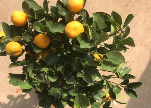 如何让盆栽果树多结果