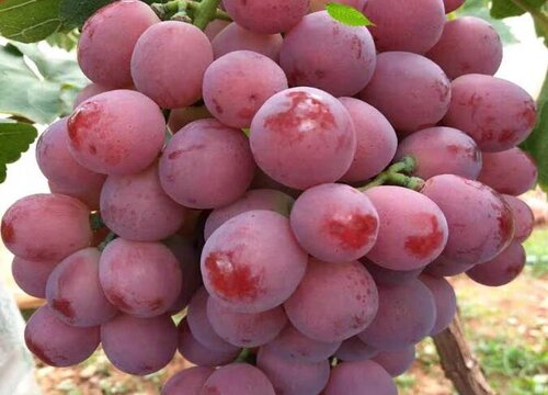 葡萄要怎么洗才能洗干净