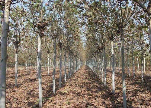 梧桐树有种子吗