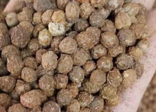 梧桐树有种子吗