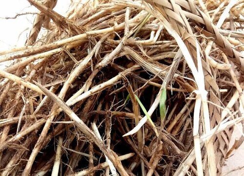 茅草根的功效与作用