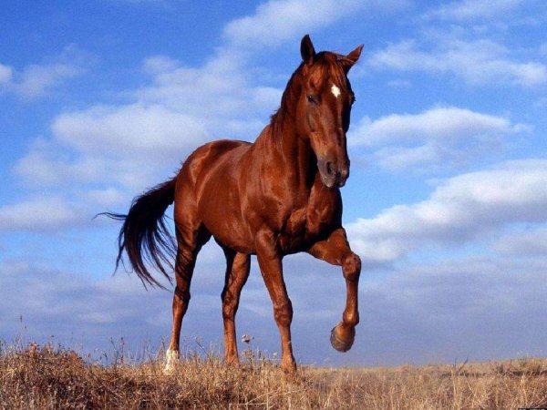 中国人为什么不吃马肉