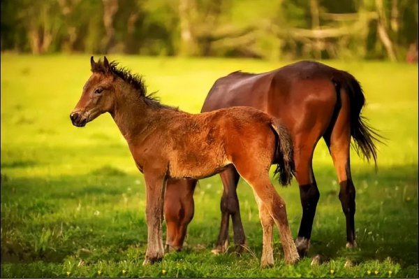 中国人为什么不吃马肉