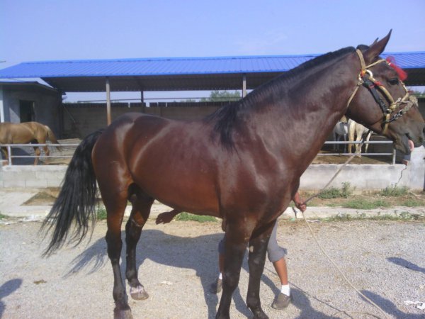 中国人为什么不吃马肉