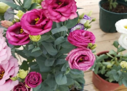 洋桔梗的花语和寓意是什么意思