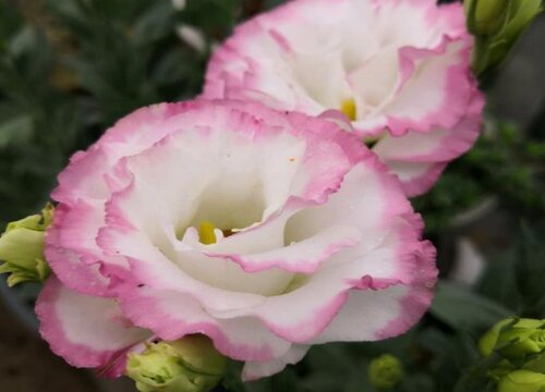 洋桔梗的花语和寓意是什么意思