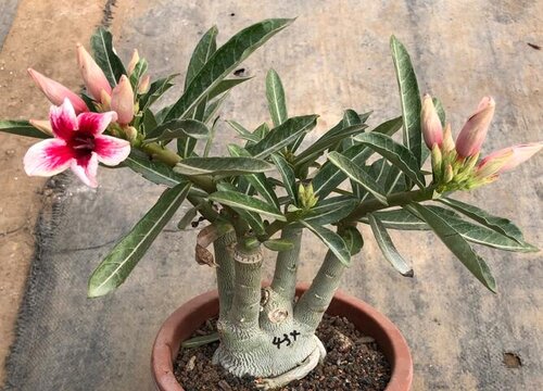 沙漠玫瑰花有毒吗