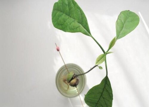 牛油果怎么发芽快