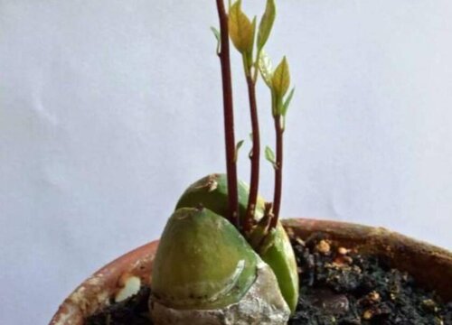牛油果怎么发芽快