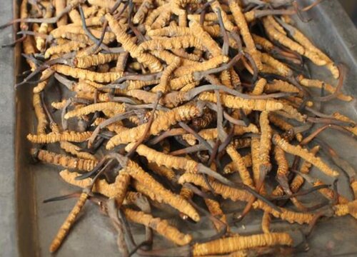 断草和冬虫夏草的区别