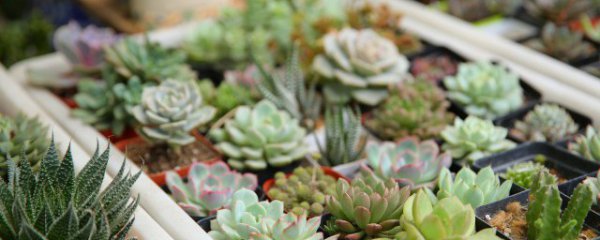 冬天怎么养护天使