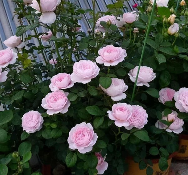 月季花后如何修剪枝条造型