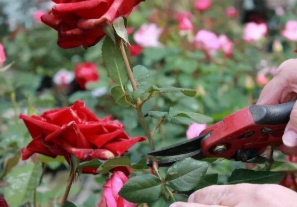 月季花后如何修剪枝条造型