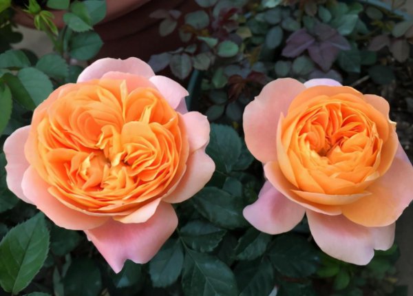 月季花后如何修剪枝条造型