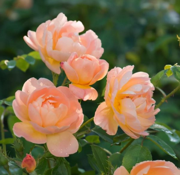 月季花后如何修剪枝条造型