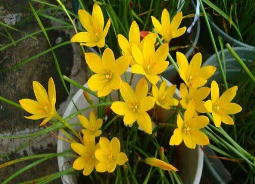 花草什么时候换盆好