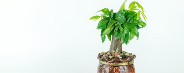 水晶招财树摆放禁忌