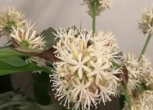 巴西木什么时候开花