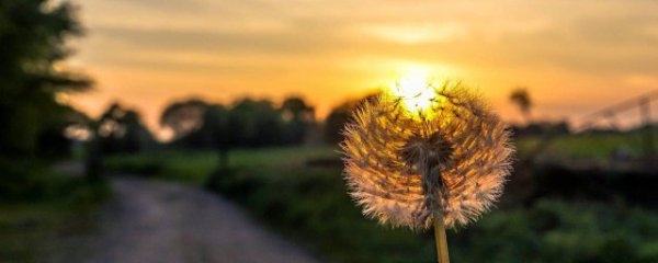 蒲公英的功效是什么